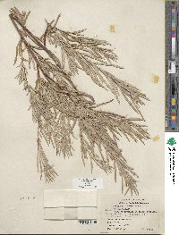 Salix exigua image