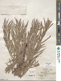 Salix exigua var. exigua image