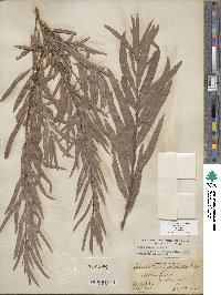 Salix exigua image