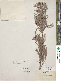 Salix exigua image