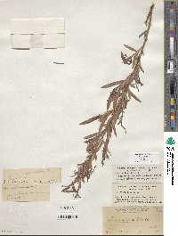 Salix exigua image