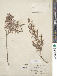 Salix exigua image