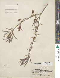 Salix exigua image