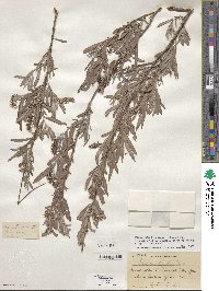 Salix exigua image