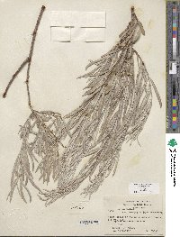 Salix exigua image