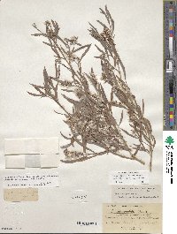 Salix exigua image