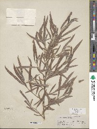 Salix exigua image