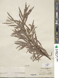 Salix exigua image