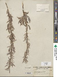 Salix exigua image