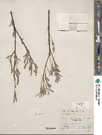 Salix exigua image