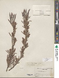 Salix exigua image