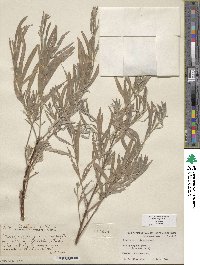 Salix exigua image