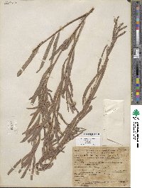 Salix exigua image