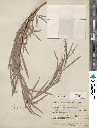 Salix exigua image