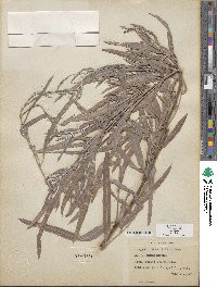 Salix exigua image