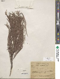 Salix exigua image