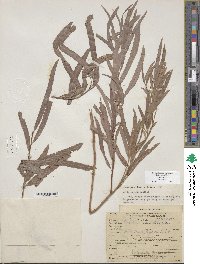 Salix exigua image