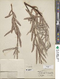 Salix exigua image