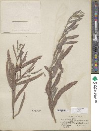 Salix exigua var. exigua image