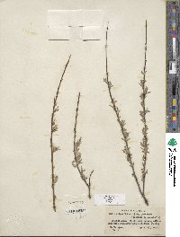 Salix exigua image