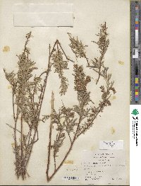 Salix exigua image