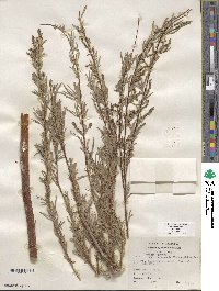 Salix exigua image