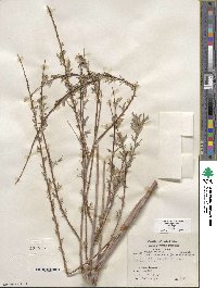 Salix exigua image