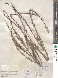 Salix exigua image