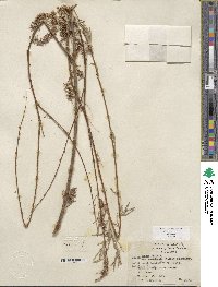 Salix exigua var. exigua image