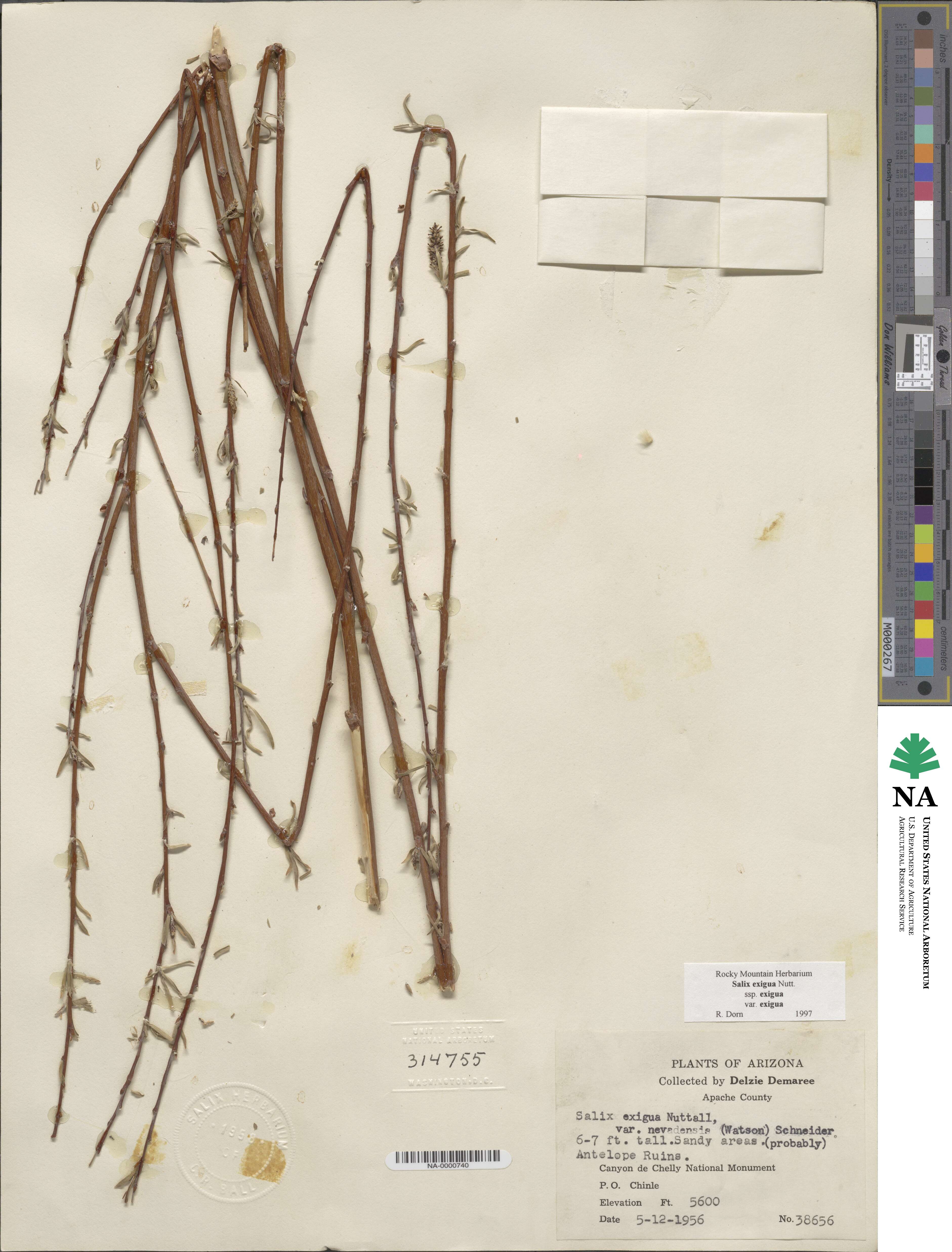 Salix exigua image