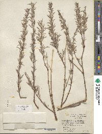 Salix exigua image