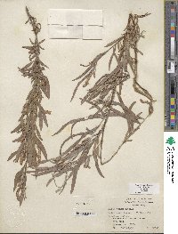 Salix exigua image