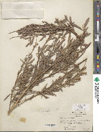 Salix exigua image