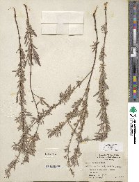 Salix exigua image