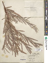 Salix exigua image