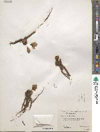 Lewisia rediviva image