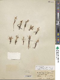 Lewisia pygmaea image