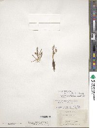 Lewisia pygmaea image