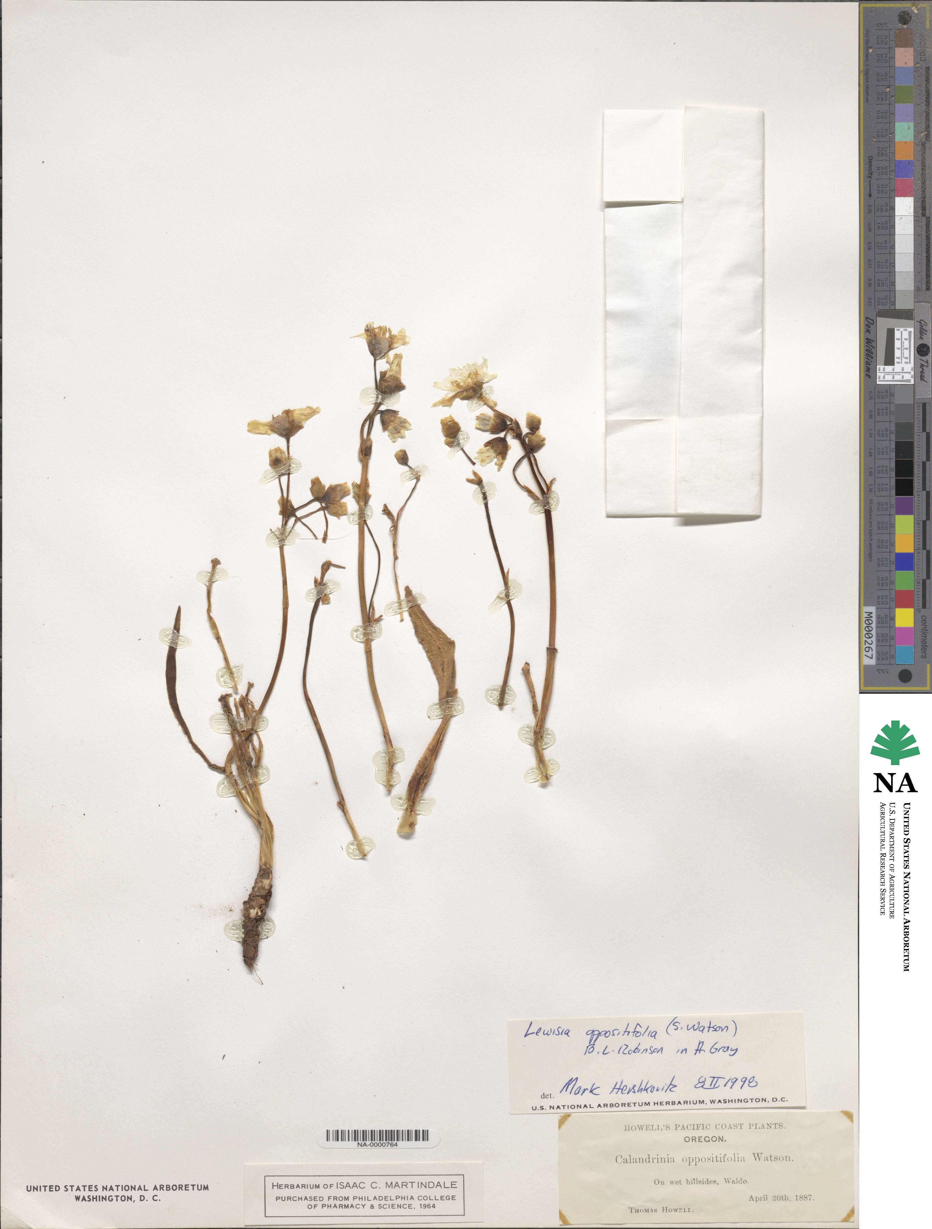 Lewisia oppositifolia image