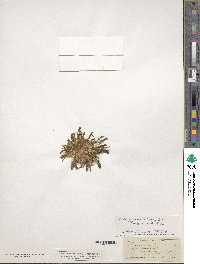 Lewisia pygmaea image