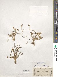 Lewisia nevadensis image