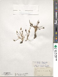 Lewisia nevadensis image