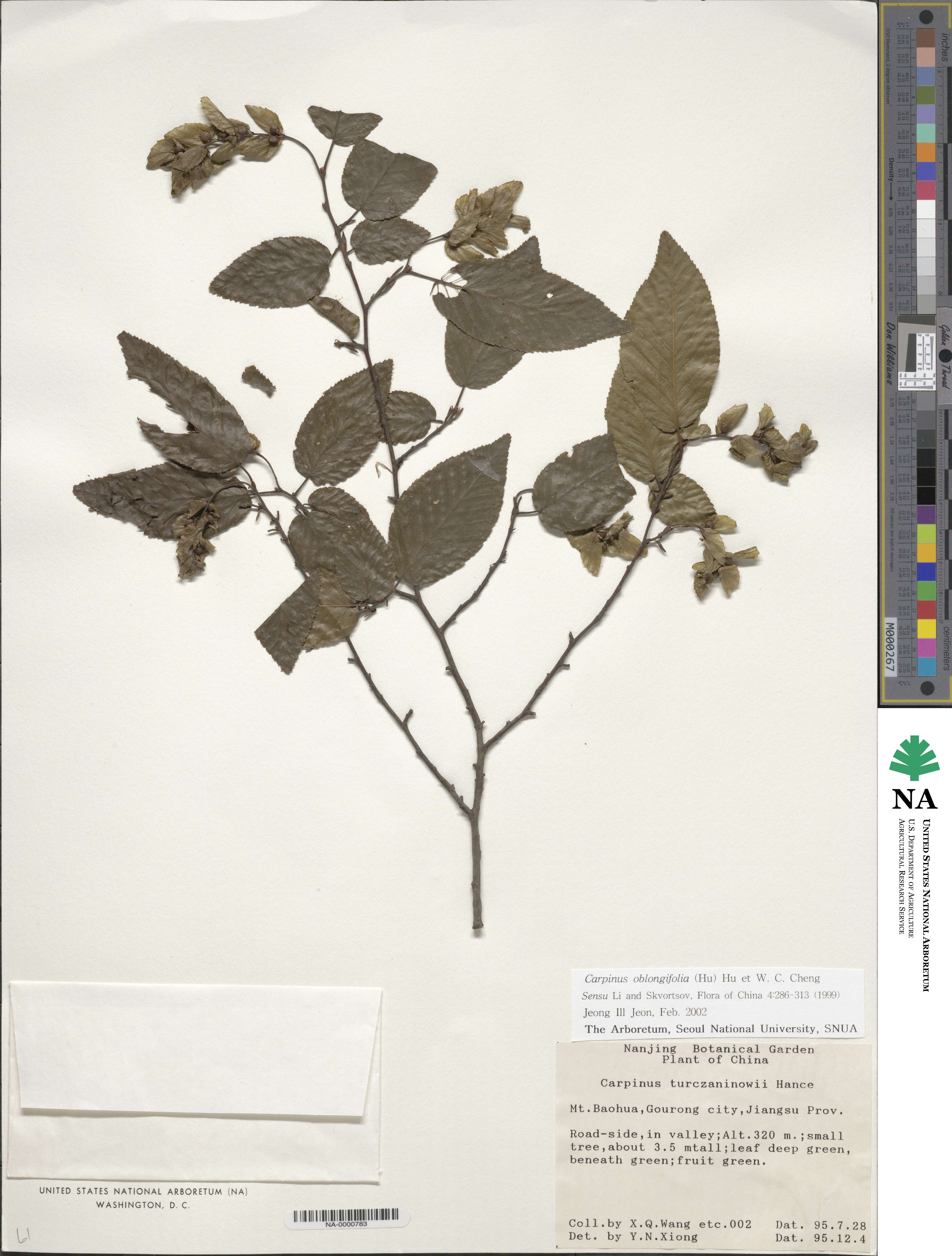 Carpinus henryana image