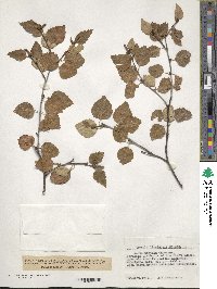 Betula pubescens image
