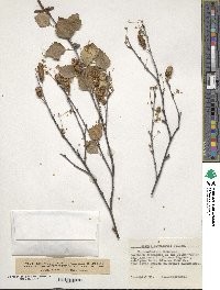 Betula pubescens image