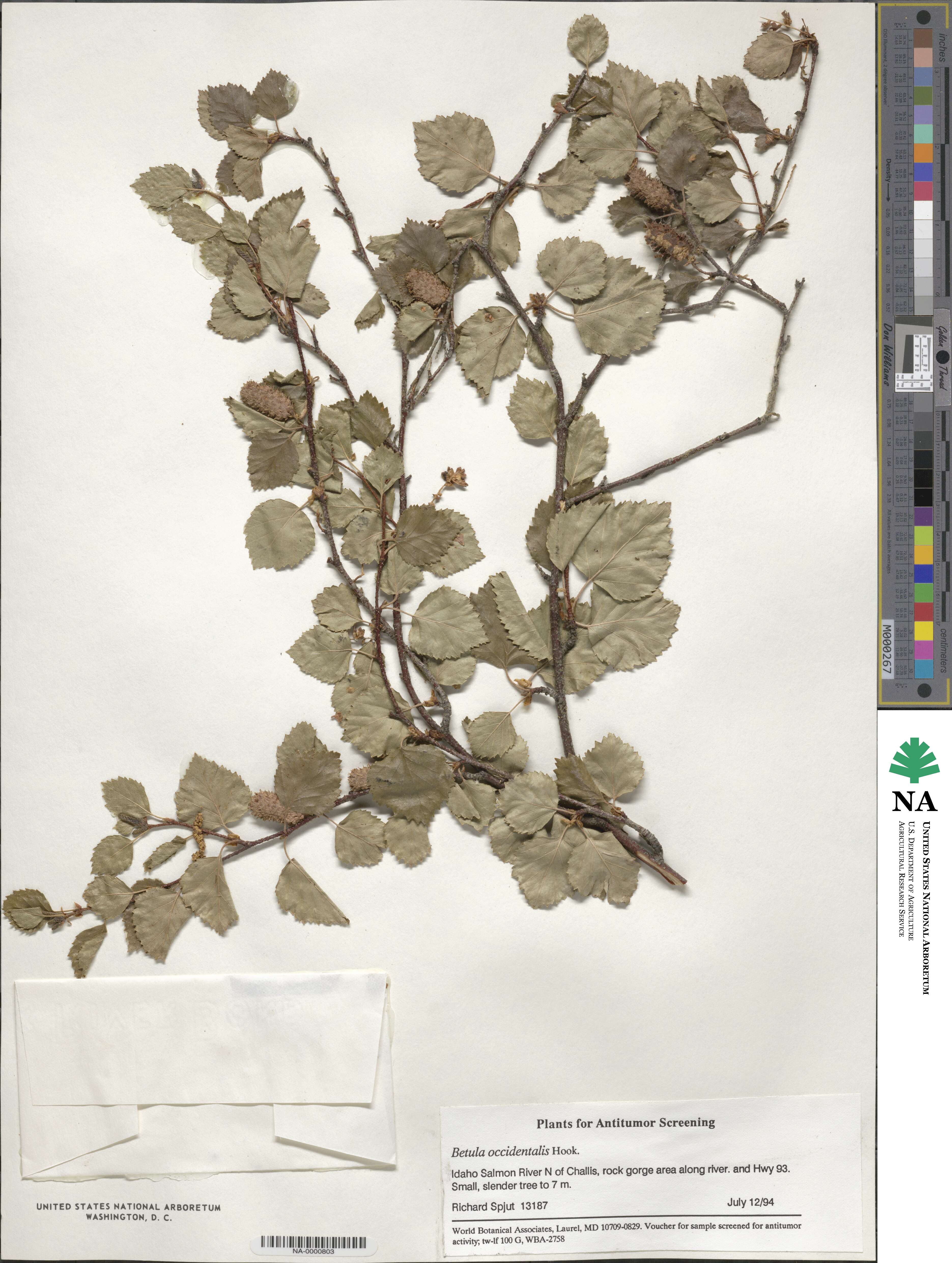 Betula occidentalis image