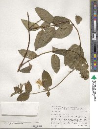 Lonicera japonica image