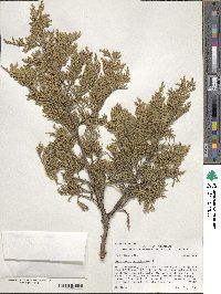 Image of Juniperus virginiana