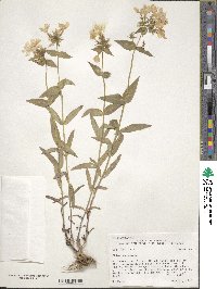 Image of Phlox pilosa