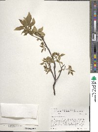 Ptelea trifoliata image